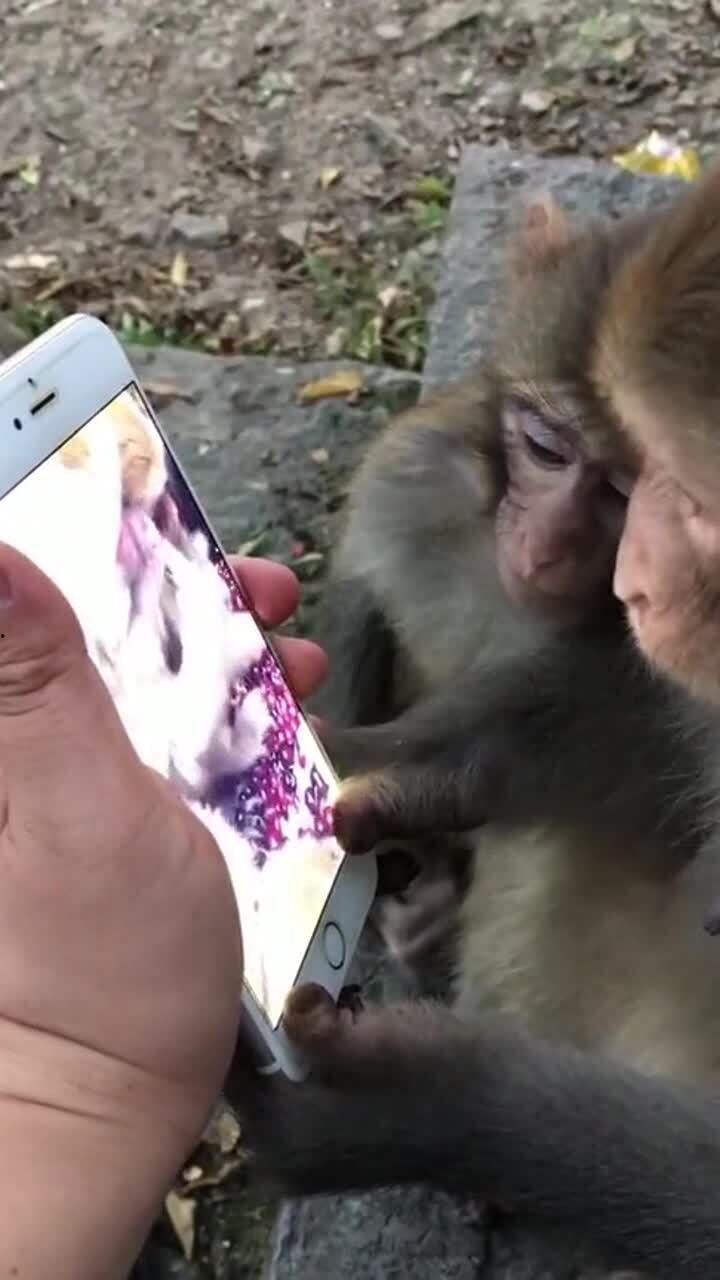 猴子视频在线观看,欢乐时光，尽享趣味瞬间